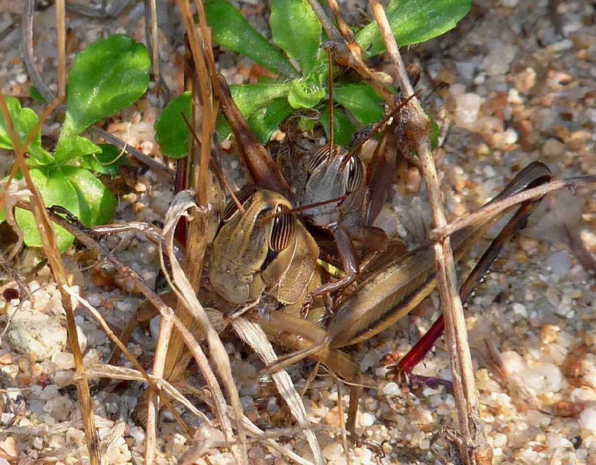 Cavalletta dalla Gallura: Eyprepocnemis plorans